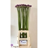 Allium Gladiator