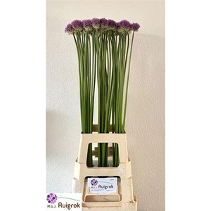 Allium Gladiator 90cm