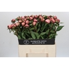 Paeonia Nick Shaylor