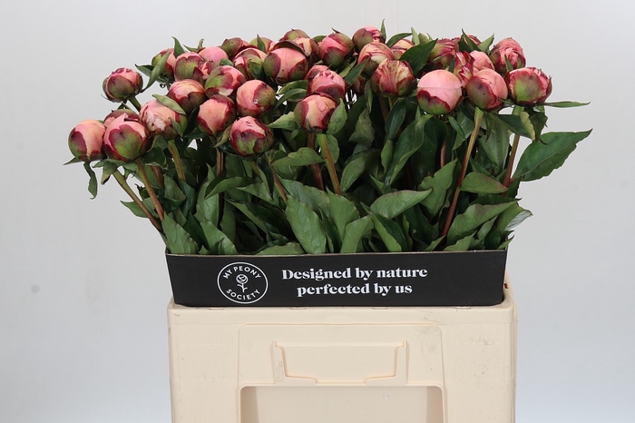 Paeonia Nick Shaylor