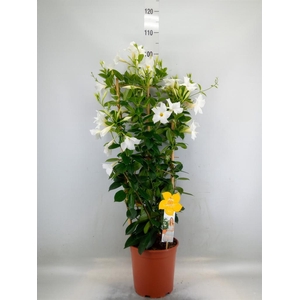 Mandevilla sand. 'SumStar White'