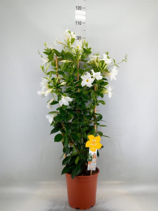 <h4>Mandevilla sand. 'SumStar White'</h4>