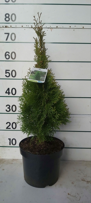 <h4>THUJA O SMARAGD</h4>