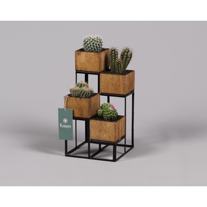 Metaal rek met 4 cactussen