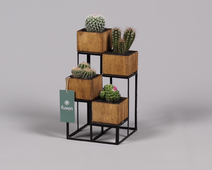 <h4>Metaal rek met 4 cactussen</h4>