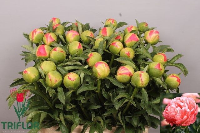 <h4>PAEO CORAL SUNSET</h4>