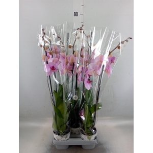 Phalaenopsis  'Ant Washington'