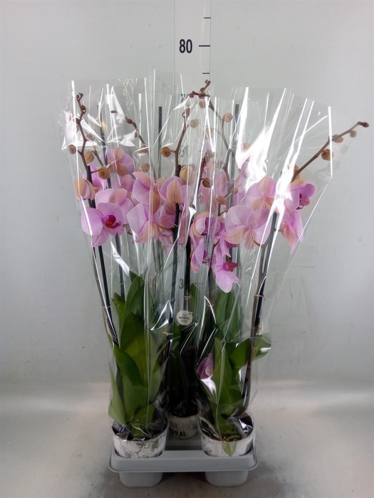 <h4>Phalaenopsis  'Ant Washington'</h4>