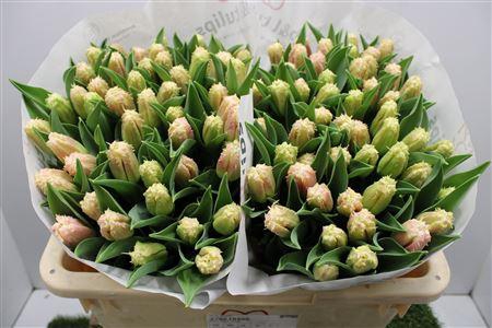 <h4>Tu Fr Hawaii</h4>