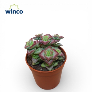 Crassula Perforata Hoshiotome Rubra