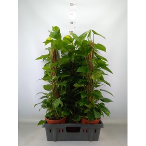 Epipremnum pinn.   ...moss stick