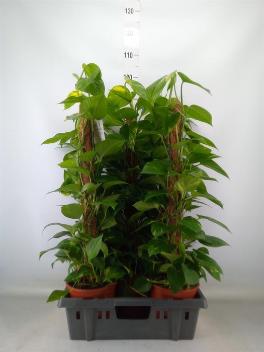 <h4>Epipremnum pinn.   ...moss stick</h4>