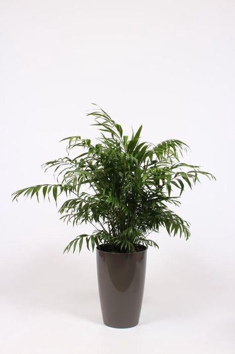 <h4>Chamaedorea elegans in Santorini pot "taupe"</h4>