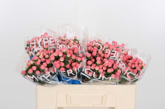 <h4>Hyp Coco Tiamo</h4>
