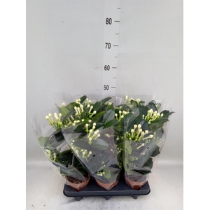 Stephanotis floribunda   ...