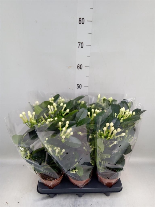 <h4>Stephanotis floribunda   ...</h4>