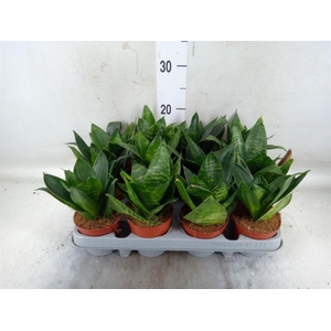 Sansevieria trifa. 'Hahnii'