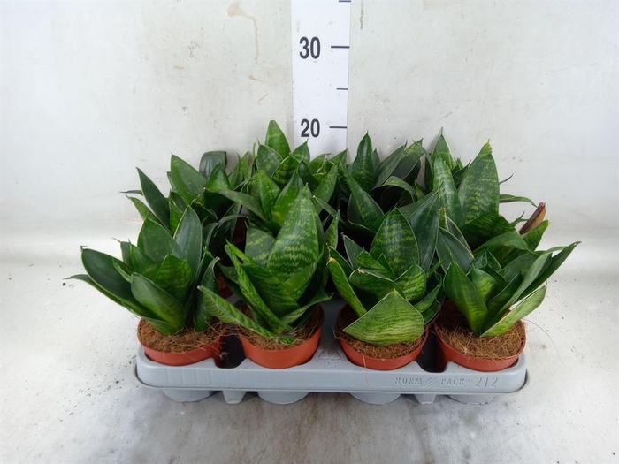 <h4>Sansevieria trifa. 'Hahnii'</h4>