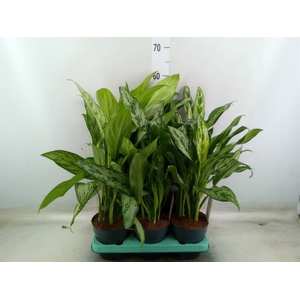 Aglaonema   ...mix