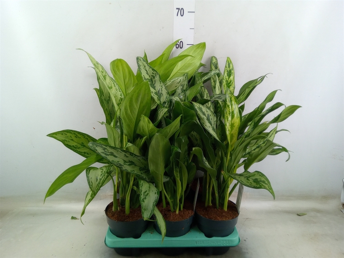<h4>Aglaonema   ...mix</h4>