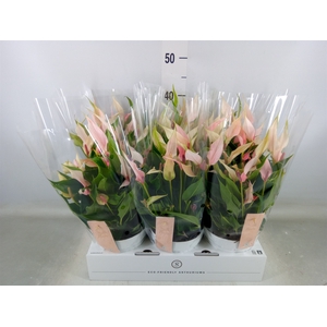 Anthurium andr. 'Lilli'