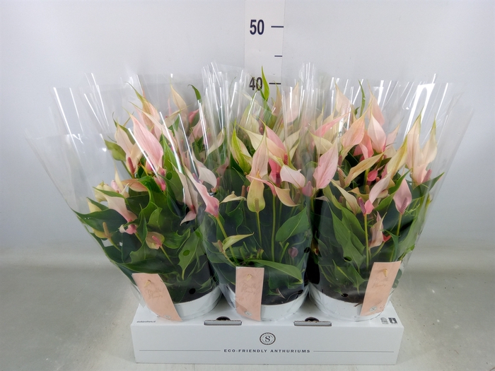 <h4>Anthurium andr. 'Lilli'</h4>