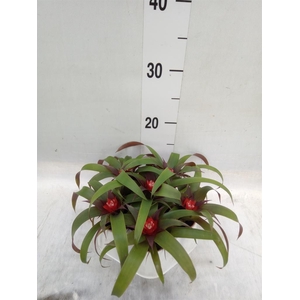 Guzmania  'Hope'