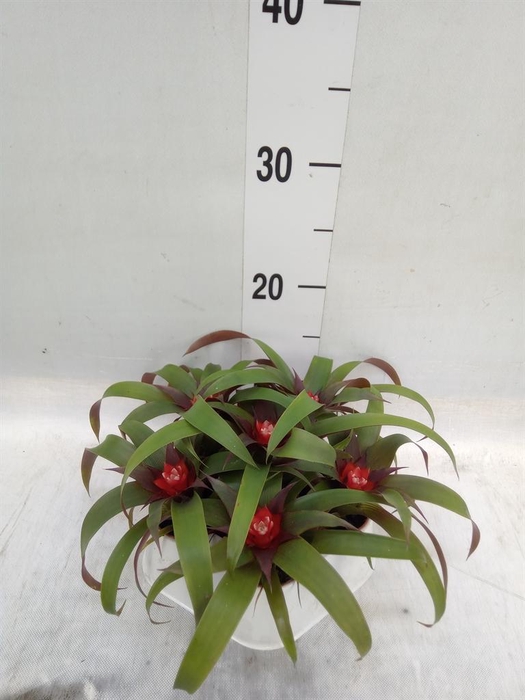 <h4>Guzmania  'Hope'</h4>