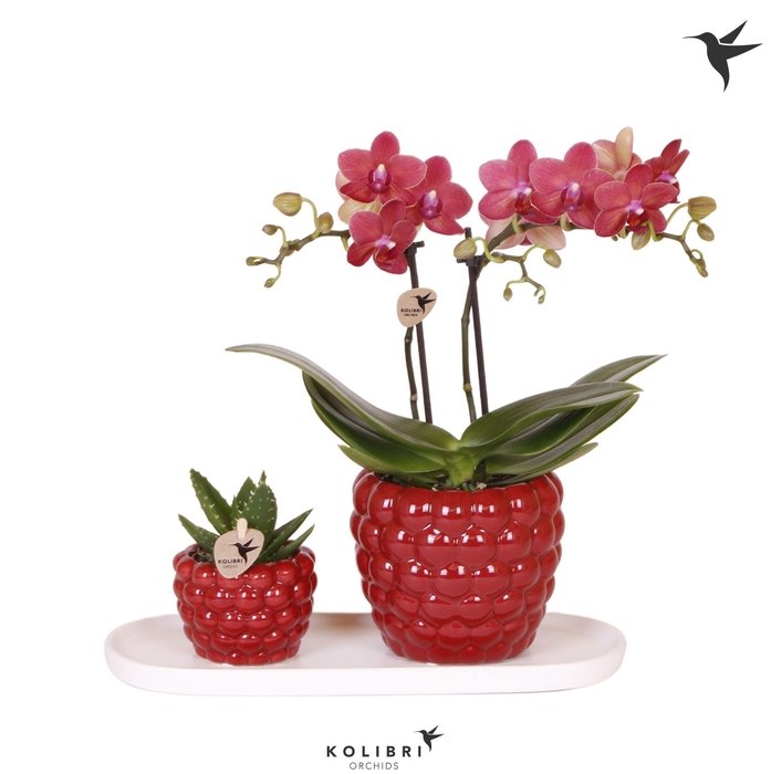 <h4>Kolibri Gift Set small Berry</h4>