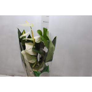 ANTHURIUM ALASKA P17 PREMIUM