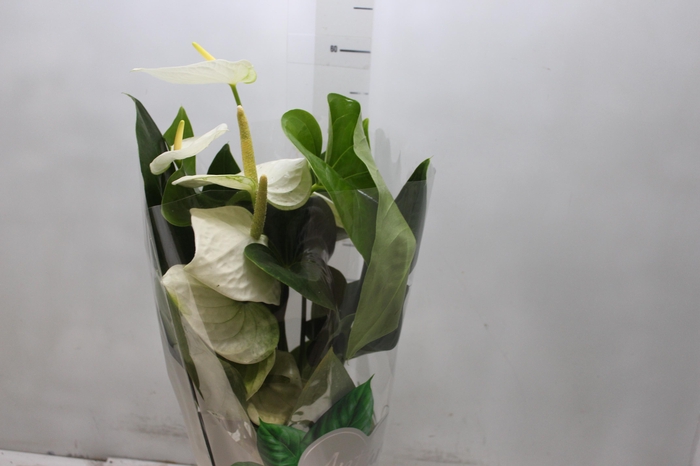 <h4>ANTHURIUM ALASKA P17 PREMIUM</h4>