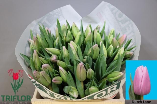 <h4>TU EN DUTCH LANE</h4>