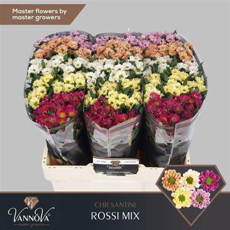 <h4>Chr San Ross Gem Fst</h4>