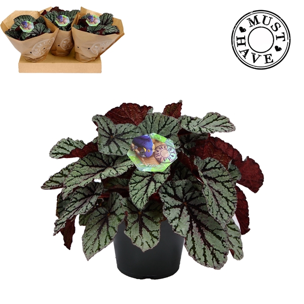 <h4>Bladbegonia Rex 17 Fedor Must Have</h4>