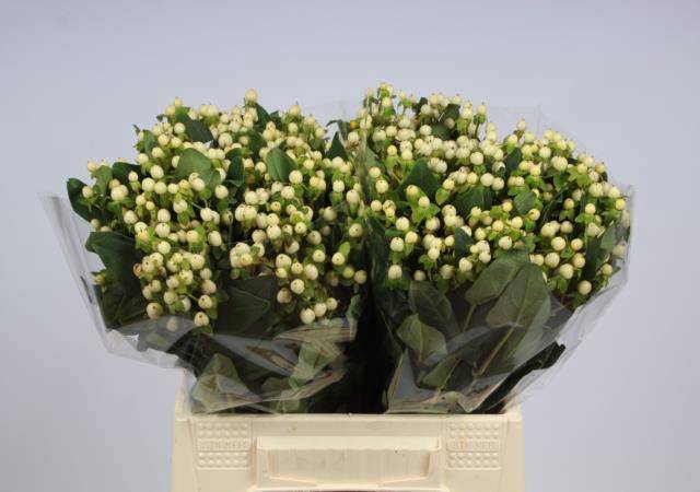 <h4>HYP ANDROSAEMUM OV</h4>
