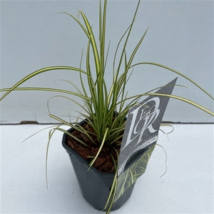 Carex 'Eversheen'