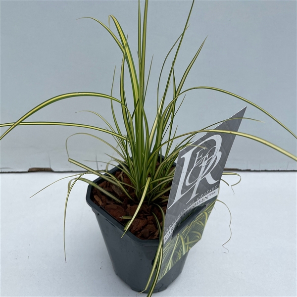 <h4>Carex 'Eversheen'</h4>