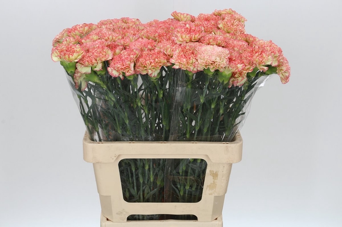 <h4>Dianthus St Nowo</h4>