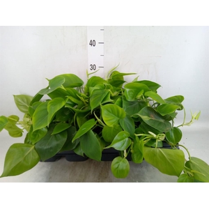 Philodendron scand.