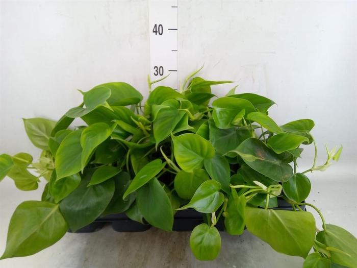 <h4>Philodendron scand.</h4>