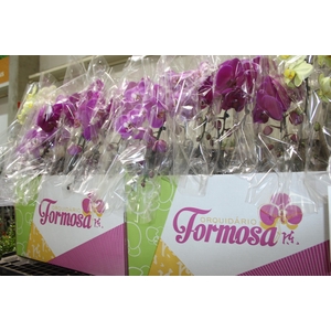 PHALAENOPSIS CASCATA P15 MIN 8 FLS