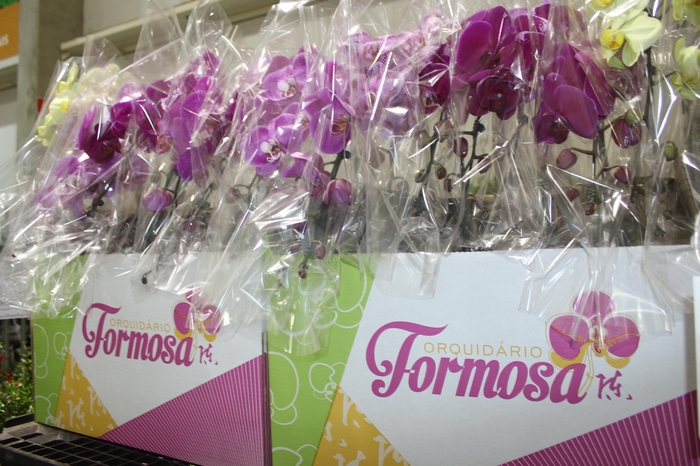 <h4>PHALAENOPSIS CASCATA P15 MIN 8 FLS</h4>