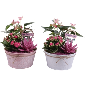 Mothersday Arr. Indoor Zinc Pot Round Pink/White Ø17cm 3PP