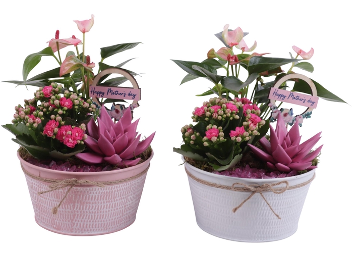 <h4>Mothersday Arr. Indoor Zinc Pot Round Pink/White Ø17cm 3PP</h4>