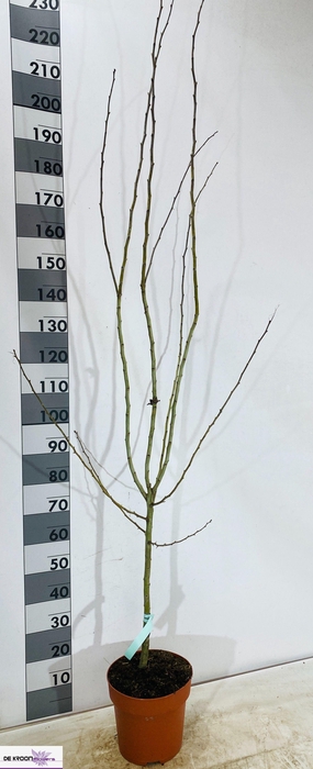 <h4>CRATAEGU M PAULS SC</h4>