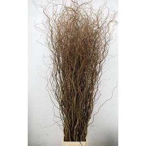 SALIX TORTUOSA 220CM