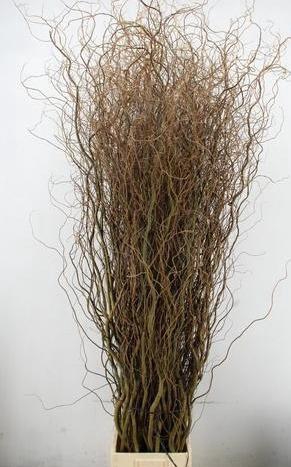 <h4>SALIX TORTUOSA 220CM</h4>