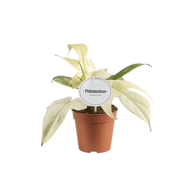 <h4>Philodendron Florida Ghost</h4>