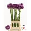 Allium Jasmine