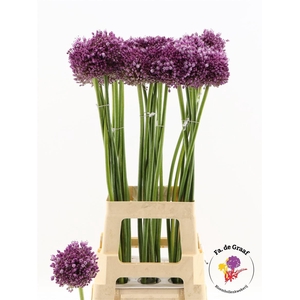 Allium Jasmine